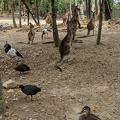 Kangaroos on Alert