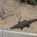 Crocodiles