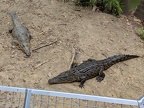 Crocodiles