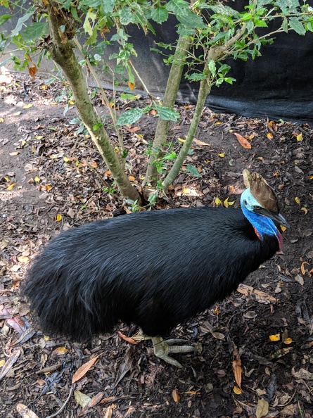 The Wildlife Habitat has two Cassowaries! Christy got to feed this one. They're large birds and can be dangerous. When threatened they leap up and stab with their middle talons. They are super neat looking. 2018-12-05 09.48.54 crop.jpg
