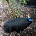 Cassowary!