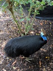 Cassowary!