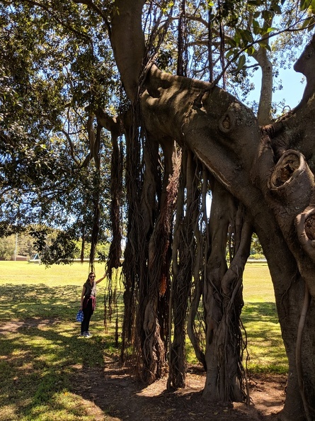 We think these might be more mangroves, but whatever they were they would send viney branches down which would eventually turn into new trunks holding up the branch. 2018-12-07 12.23.55.jpg