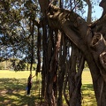 Tree Growing Down