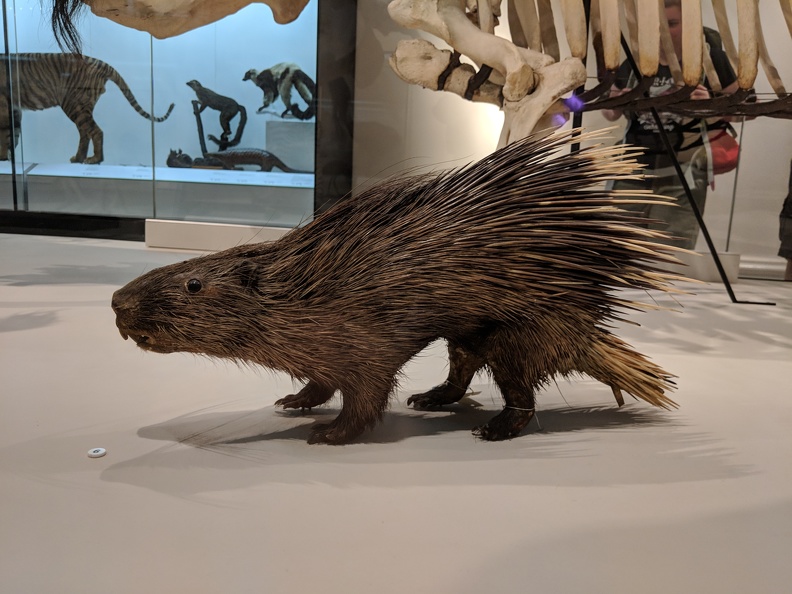 Porcupine