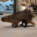 Porcupine