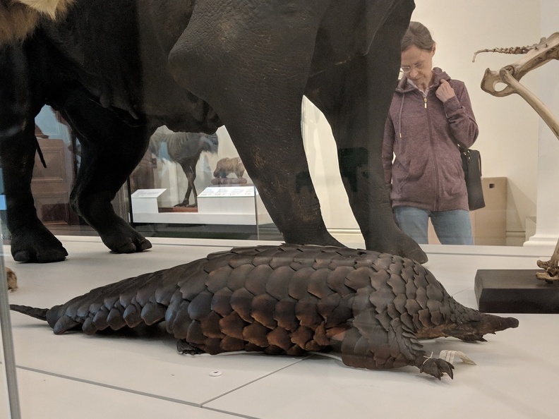 Ground Pangolin