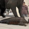 Ground Pangolin