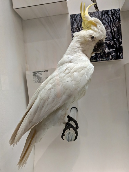 Also very common in Sydney. I suspect these are the ones that woke us up every morning; our Airbnb was an old apartment with windows over the doors that didn't close so the call of some very loud bird came through clearly. 2018-12-11 10.46.06 crop.jpg