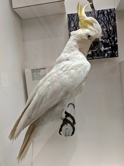 Sulpher-Crested Cockatoo