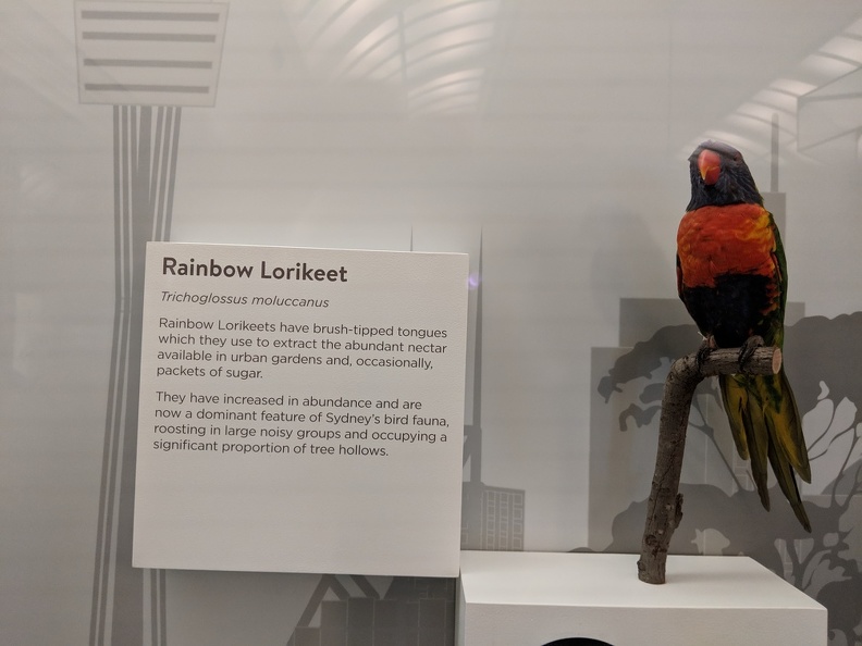 Rainbow Lorikeet