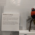 Rainbow Lorikeet