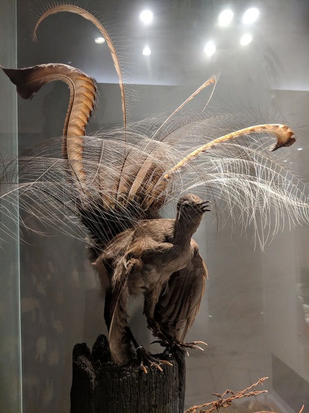 At the Australian Museum, this one was super cool although we never saw a live one in person.
Famous for its expert mimicry. About 80 per cent of its song consists of natural and mechanical sounds - such as chainsaws, car engines, dog barks and other birds' calls - joined together in a rousing medley. 2018-12-11 11.46.19.jpg