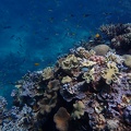 Snorkeling the Great Barrier Reef