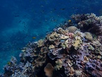 Snorkeling the Great Barrier Reef