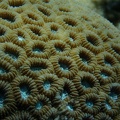 Snorkeling the Great Barrier Reef