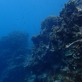 Snorkeling the Great Barrier Reef
