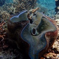 Snorkeling the Great Barrier Reef