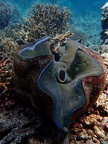 Snorkeling the Great Barrier Reef