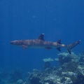 Shark!