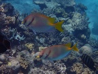 Snorkeling the Great Barrier Reef