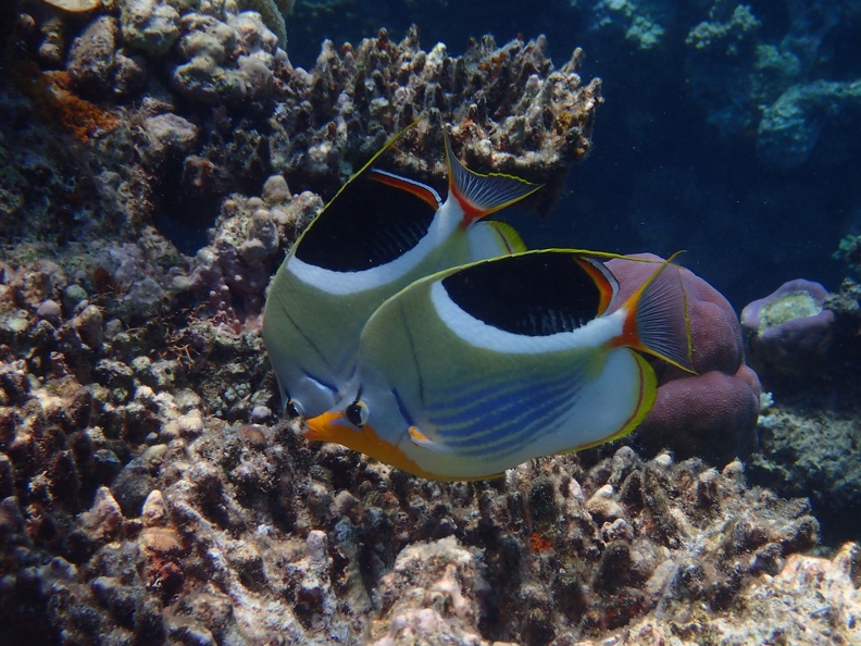 Snorkeling the Great Barrier Reef