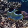 Snorkeling the Great Barrier Reef