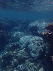 Snorkeling the Great Barrier Reef