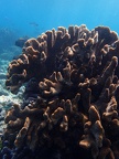 Snorkeling the Great Barrier Reef