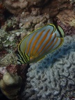 Snorkeling the Great Barrier Reef