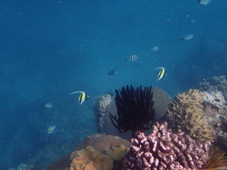 Snorkeling the Great Barrier Reef