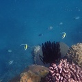 Snorkeling the Great Barrier Reef