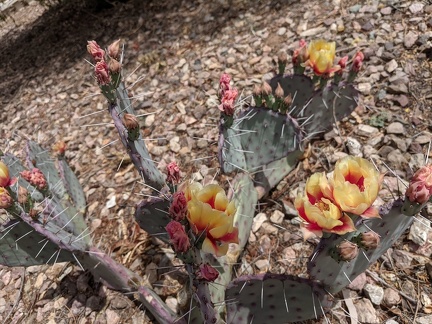 Prickly Pear Blossoms