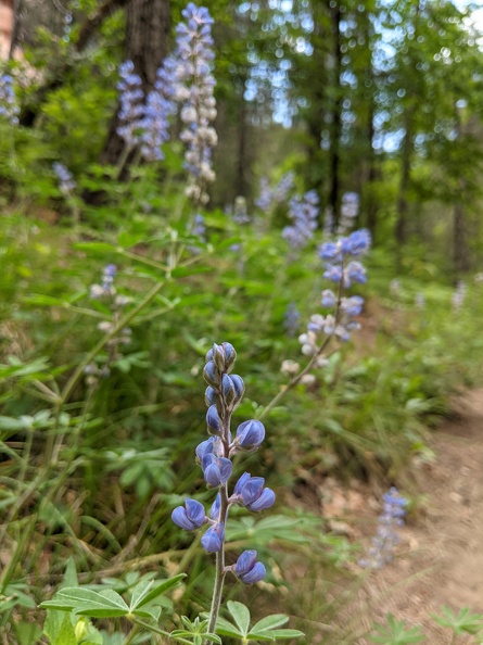 2021-05-18 10.33.42.jpg