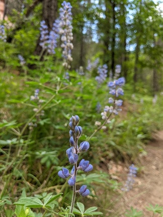 West Fork trail