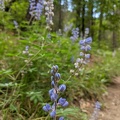 West Fork trail