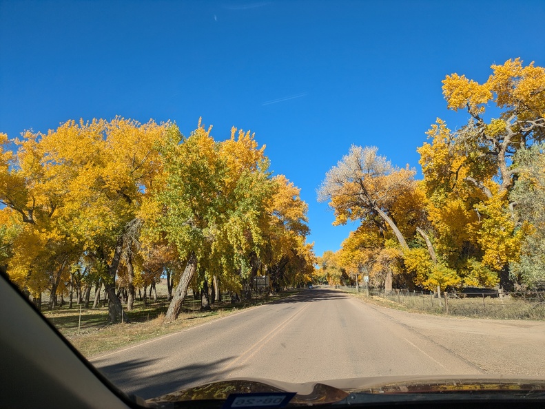 2025-11-04 14.09.17 driving to lodge - cottonwood trees at Canyon de Chelly.jpg